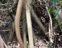 Imagen Árbol que camina